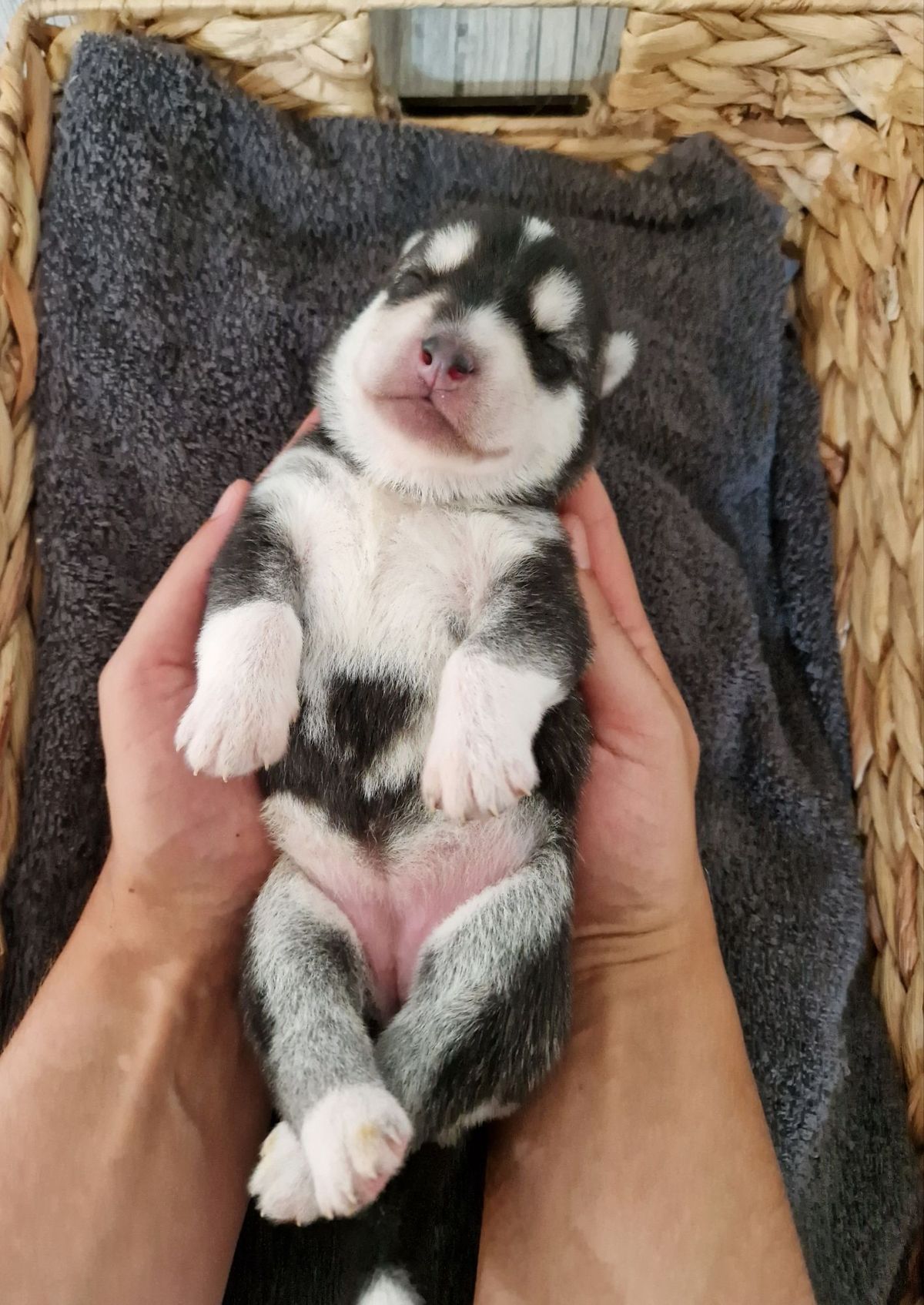 Neugeborener schwarz-weisser Husky-Welpe aus dem Q-Wurf 2023 liegt in zwei Händen