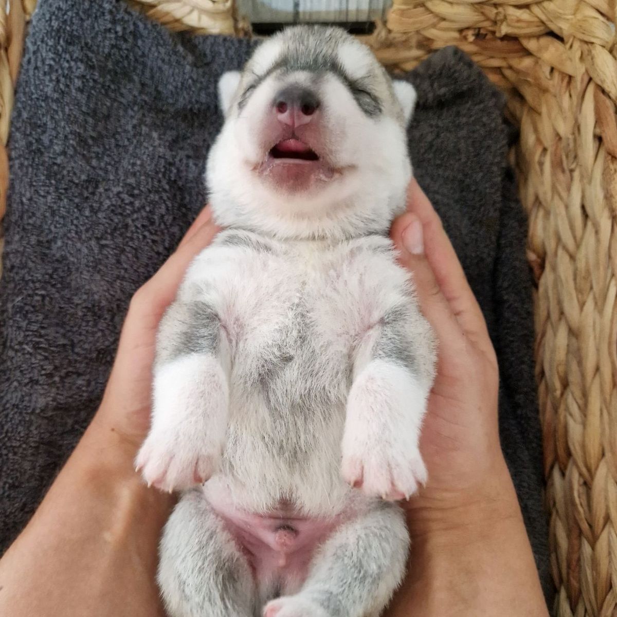 Que Viva el Amado Rey of Joiel’s Palace als neugeborener Husky-Welpe in zwei Händen