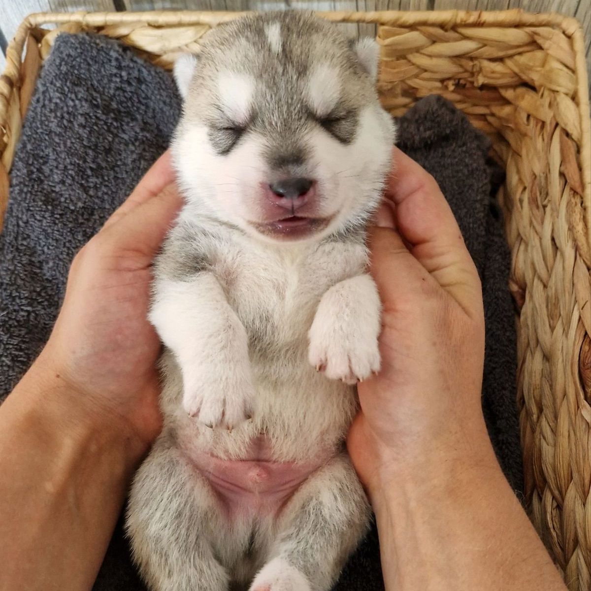 Que Viva el Mechor Heroe of Joiel’s Palace als neugeborener Husky-Welpe