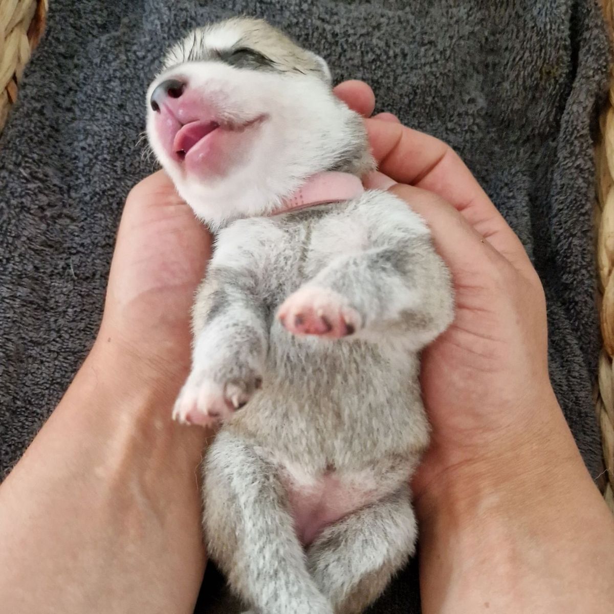 Que Viva el Baron Victor of Joiel’s Palace als neugeborener Husky-Welpe