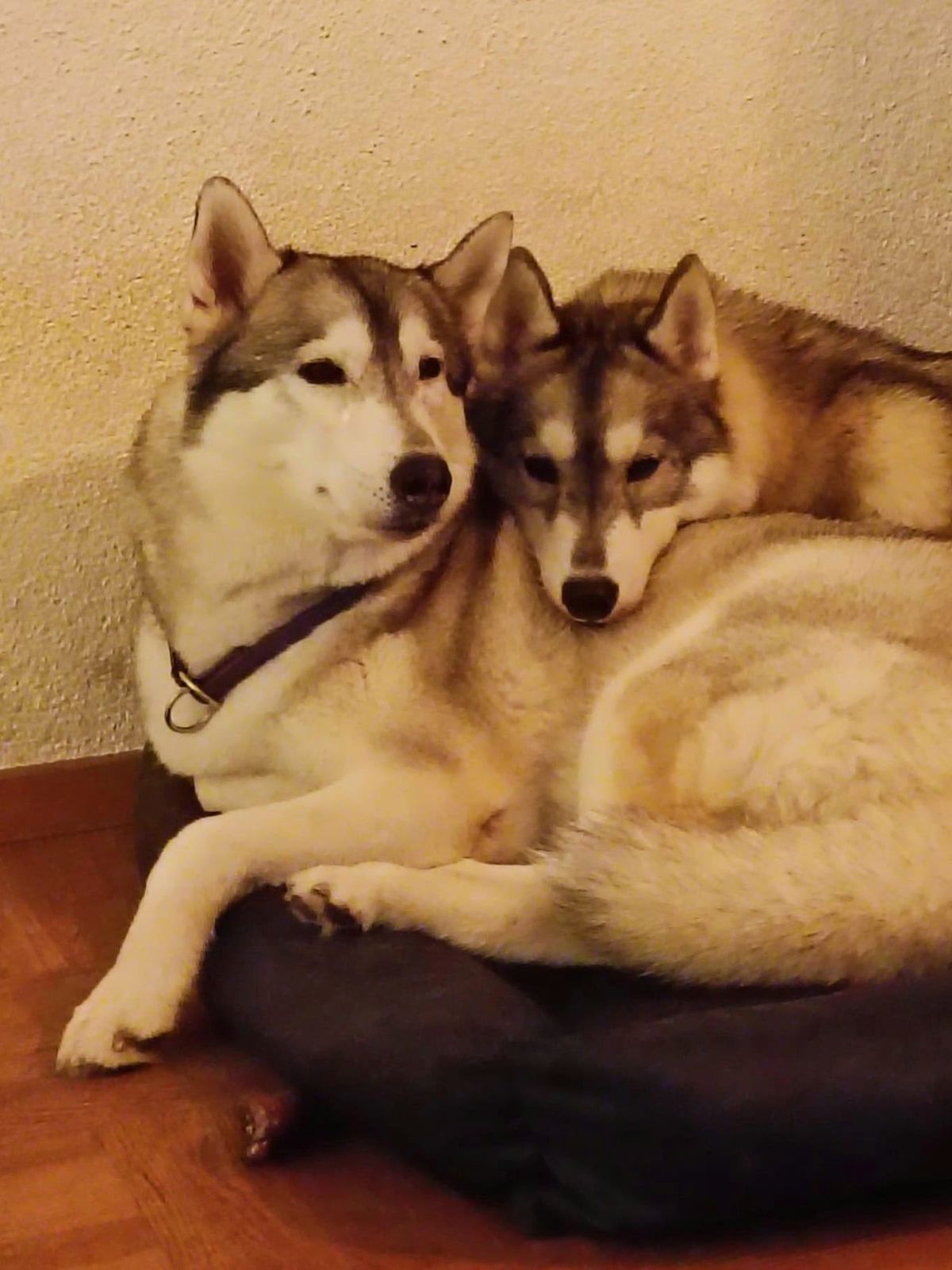 Zwei erwachsene Siberian Huskys liegen entspannt nebeneinander
