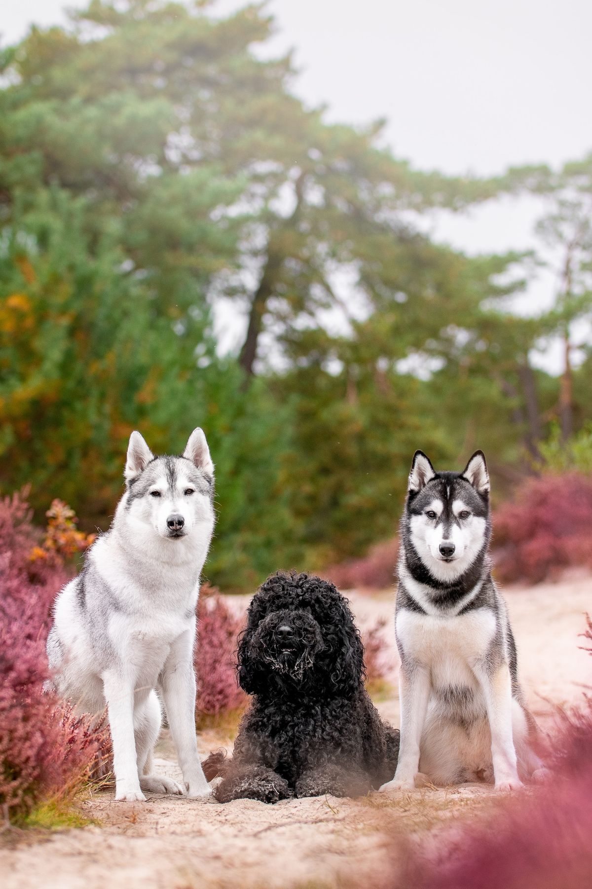 Zwei Siberian Huskys und ein Barbet sitzen in blühender Heidelandschaft