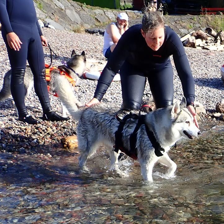 Siberian Husky arbeitet im flachen Wasser eng mit seiner Hundeführerin zusammen