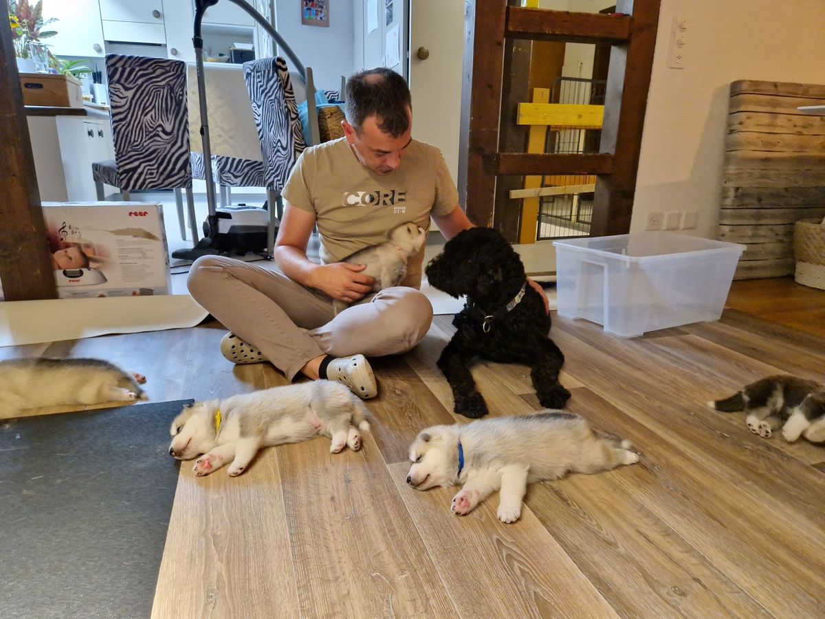 Züchter sitzt am Boden zwischen Husky-Welpen und dem Barbet beim Training