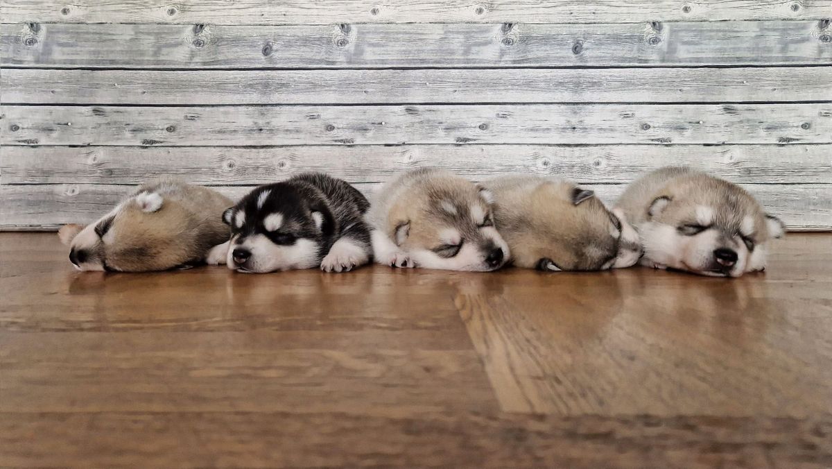 Fünf Husky-Welpen schlafen nebeneinander vor einer Holzwand