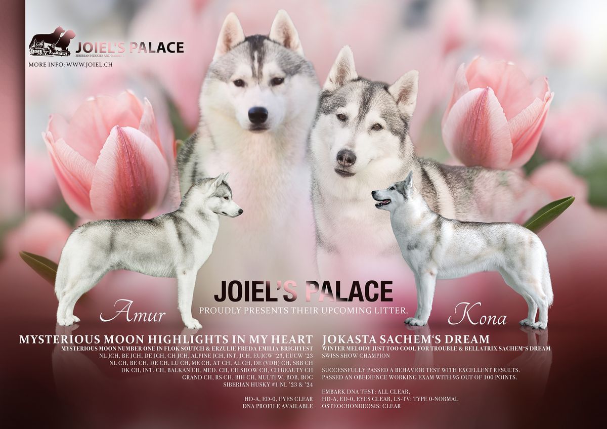 Ankündigungsgrafik zum geplanten Wurf von Amur und Kona bei Joiel’s Palace