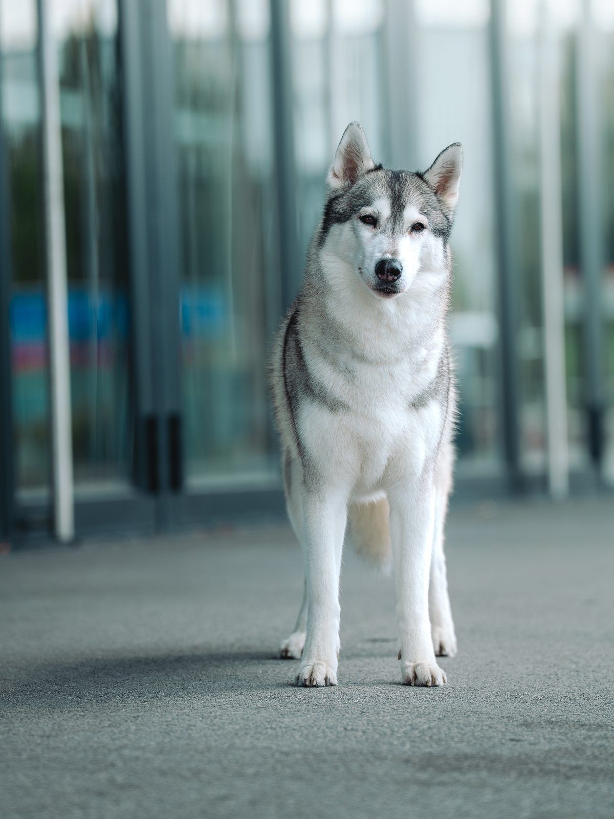 Siberian-Husky-Hündin Jokasta Sachems’ Dream, genannt Kona, steht vor einem Glasgebäude