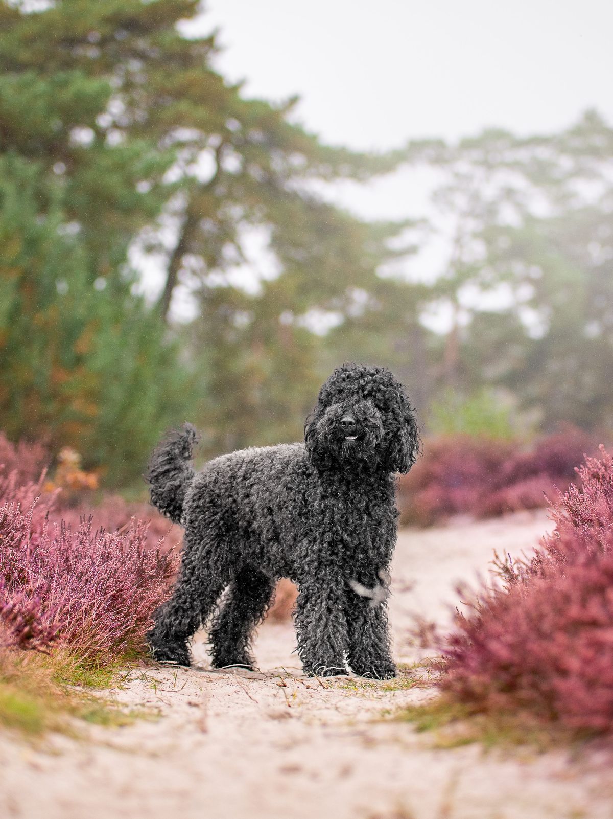 Barbet-Hündin Muddiwrax Te Quiero, genannt Levi, im Profil in der Heide