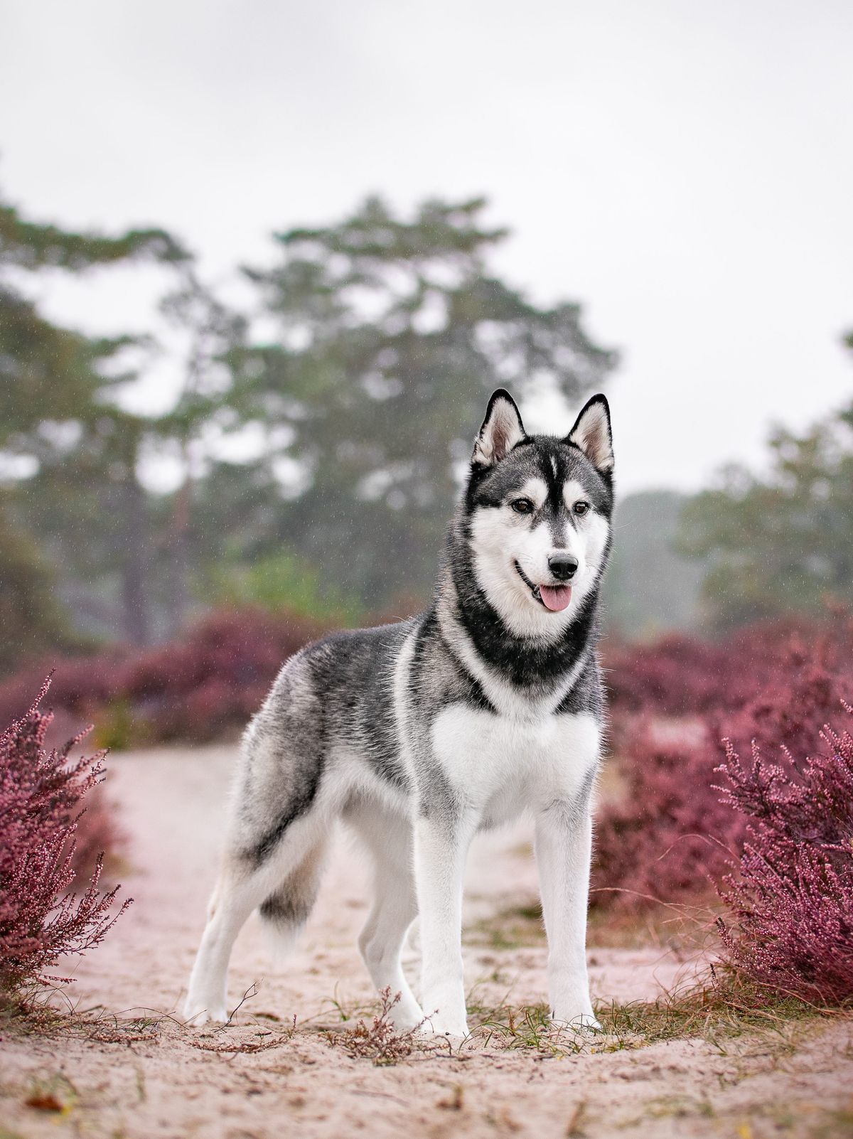 Siberian-Husky-Hündin Que Viva la Linda Joya of Joiel’s Palace in der Heide