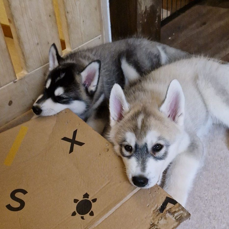 Two curious Husky puppies playing with a cardboard box