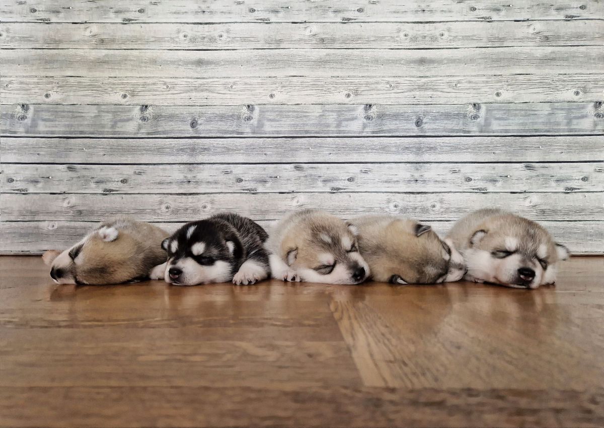 Five Husky puppies sleeping side by side on the wooden floor