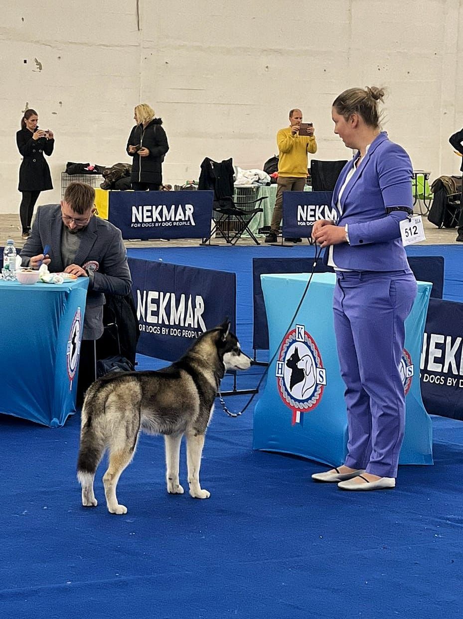 Siberian Husky wartet im Ring, während der Richter die Bewertung notiert
