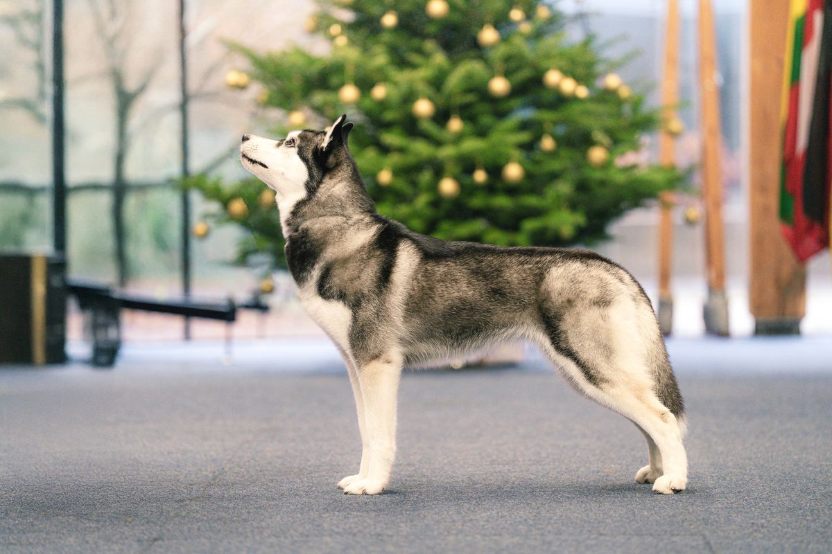 Schwarz-weisse Siberian-Husky-Hündin im Ausstellungsstand vor einem Weihnachtsbaum