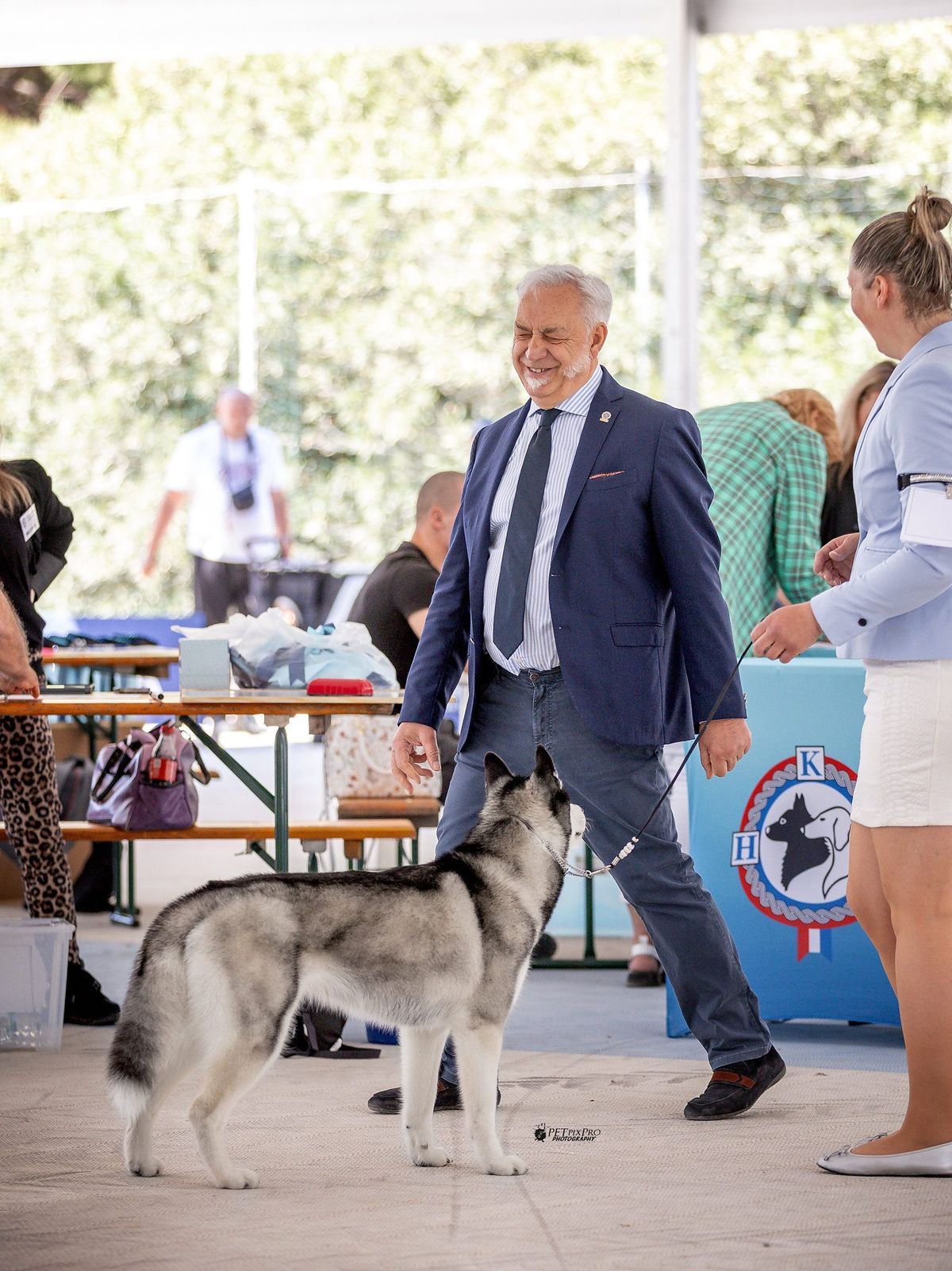 Siberian Husky steht im Ring, während der Richter das Gebäude beurteilt