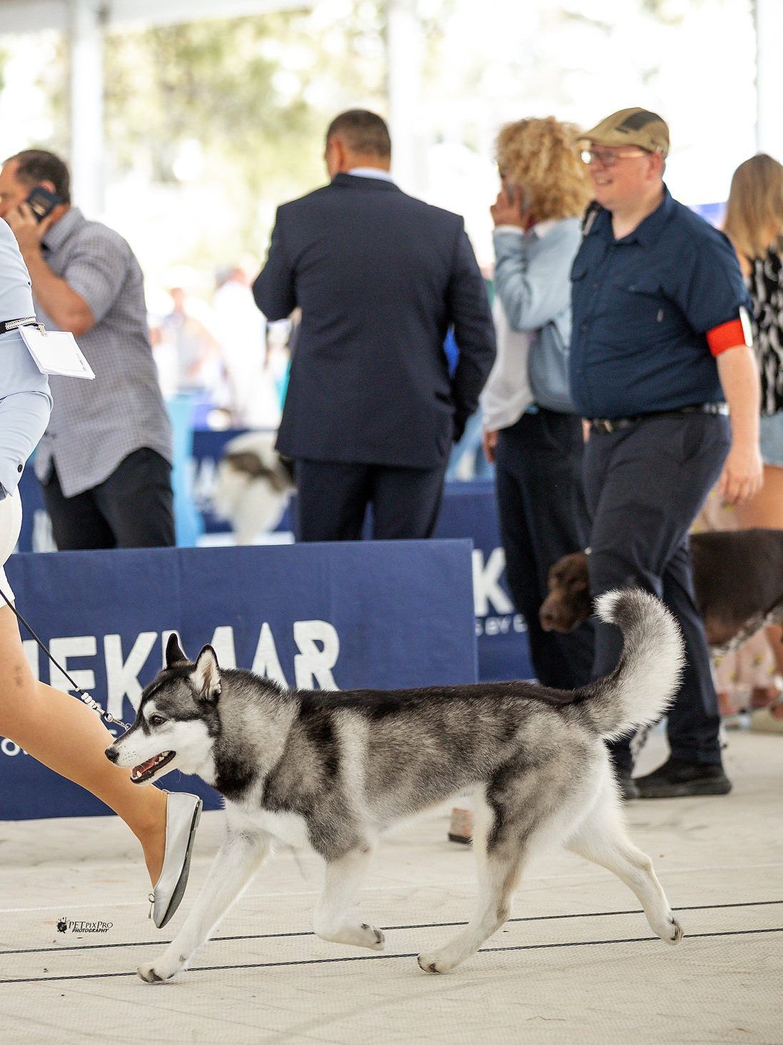 Siberian Husky trabt an einer Ausstellung im Freien durch den Ring