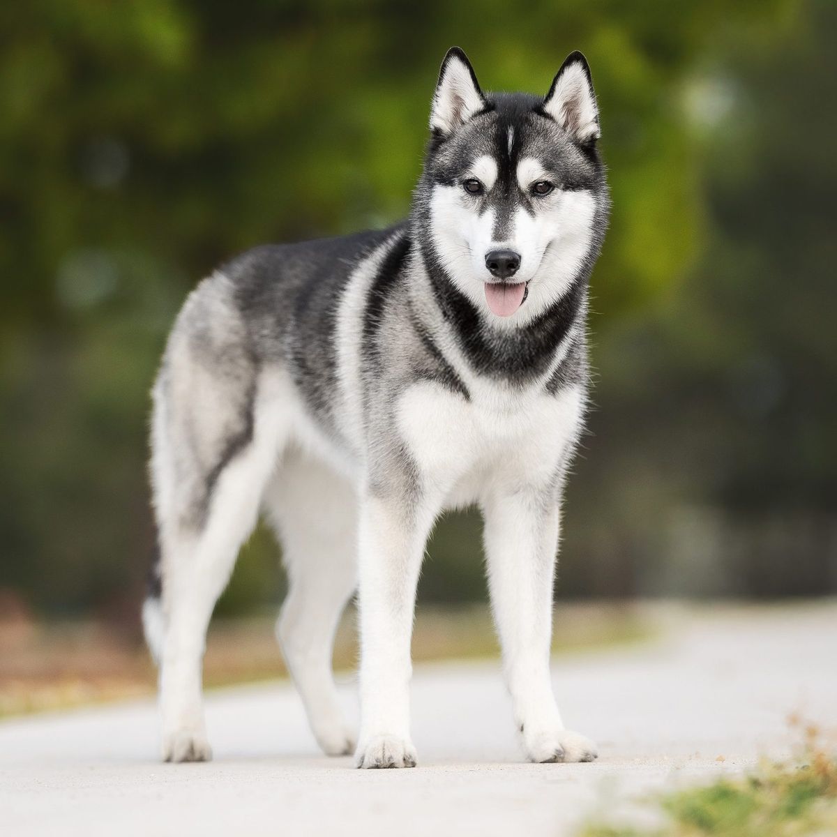 Schwarz-weisse Siberian-Husky-Hündin steht frontal auf einem Weg