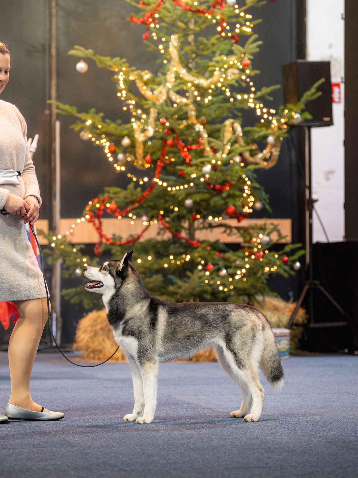 Siberian Husky im Stand neben der Hundeführerin vor weihnachtlicher Kulisse