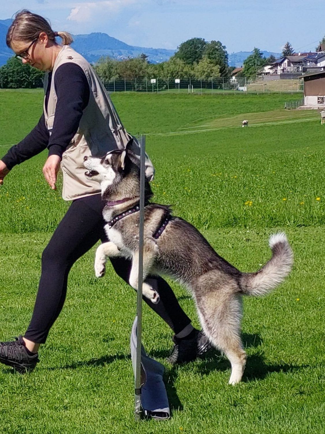 Siberian Husky arbeitet beim Gehorsamstraining eng an der Hundeführerin