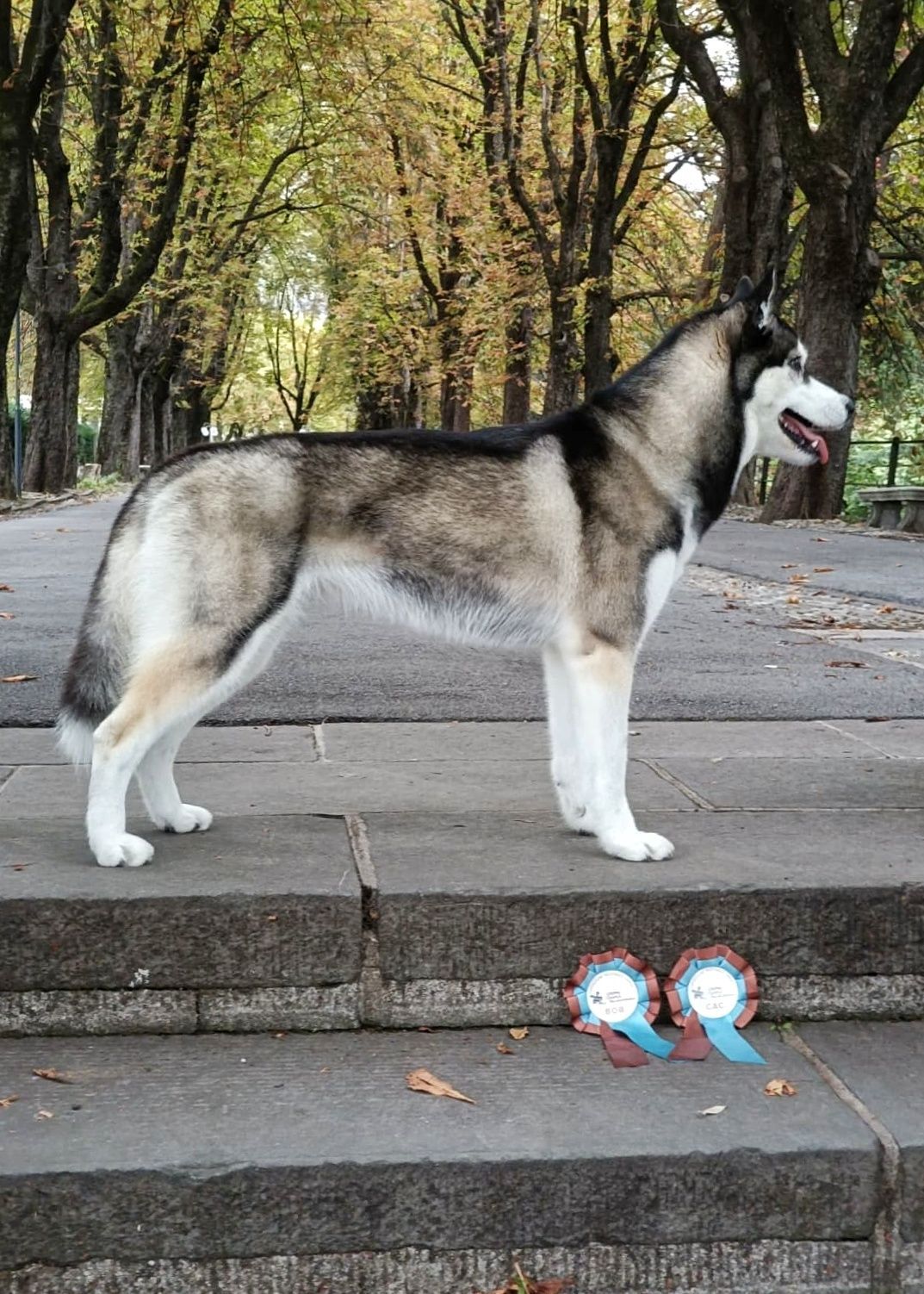 Siberian Husky steht auf einer Steintreppe, davor die Schleifen für BOB und CAC