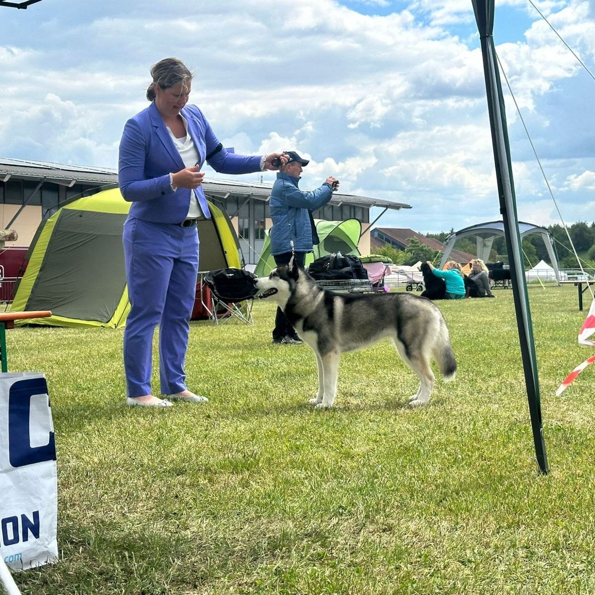 Siberian Husky wird an einer Ausstellung im Freien im Stand aufgebaut