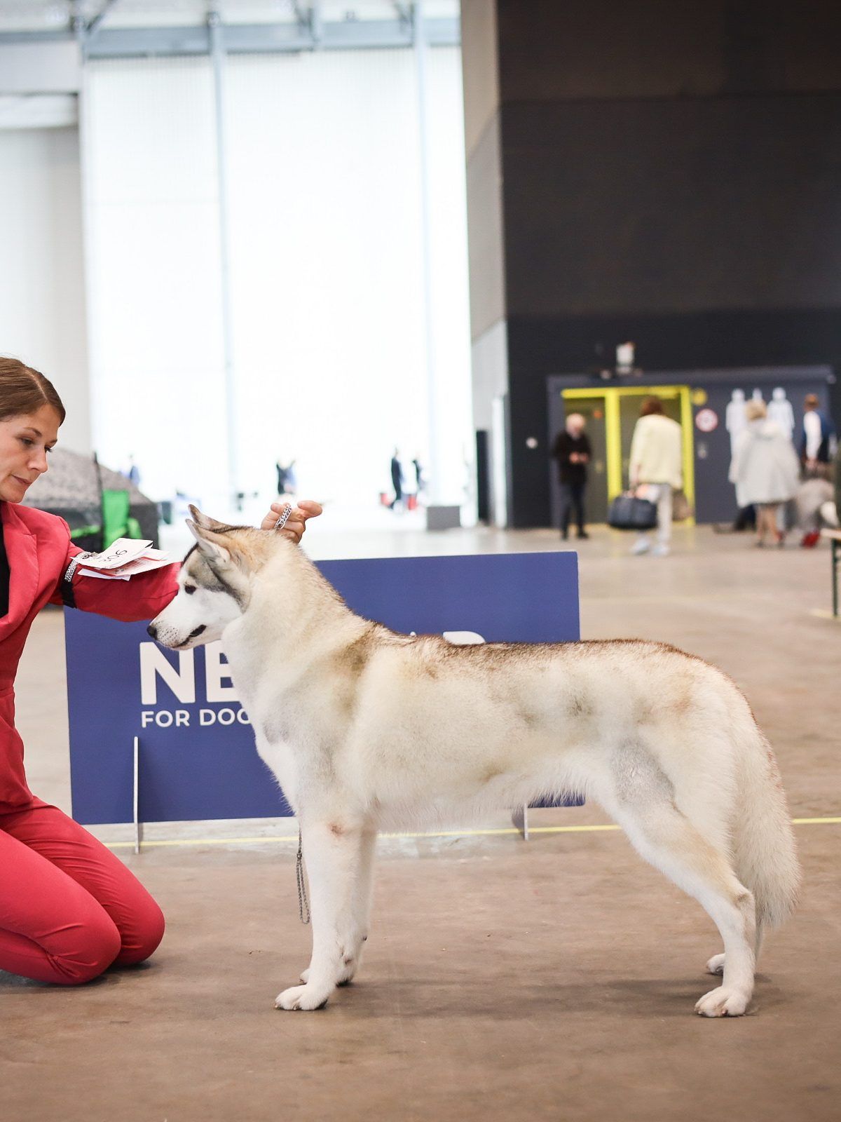 Siberian Husky being stacked by its handler in an exhibition hall