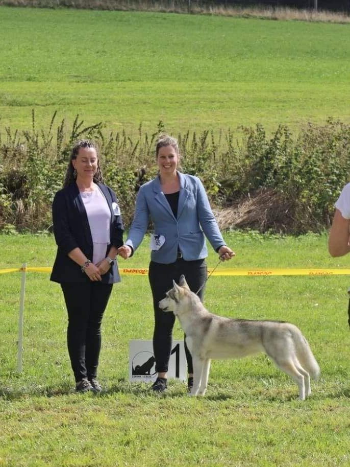 Siberian Husky placed first at an outdoor show on the grass