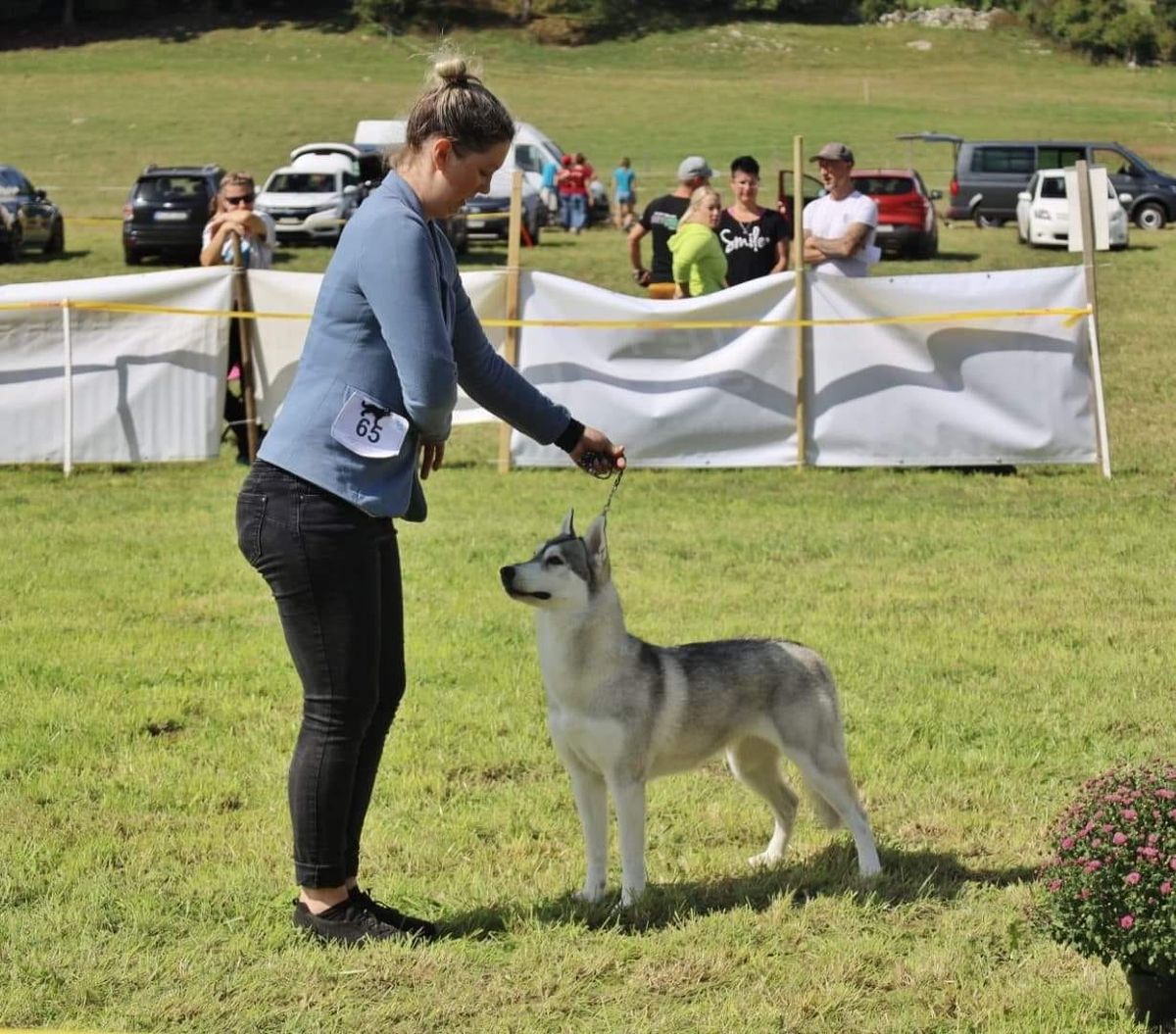Siberian Husky being stacked at an outdoor show on the grass
