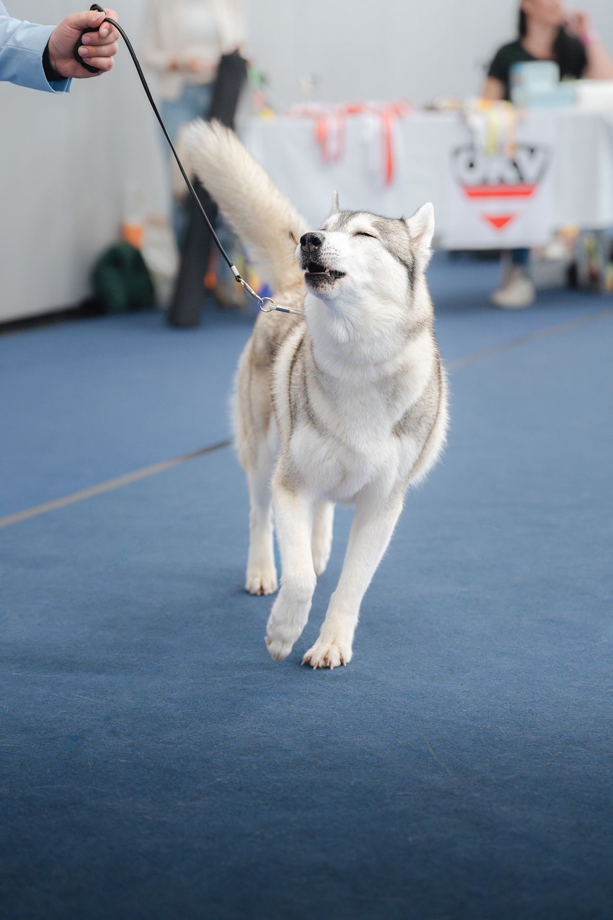 Siberian Husky moving through the show ring with its tail raised