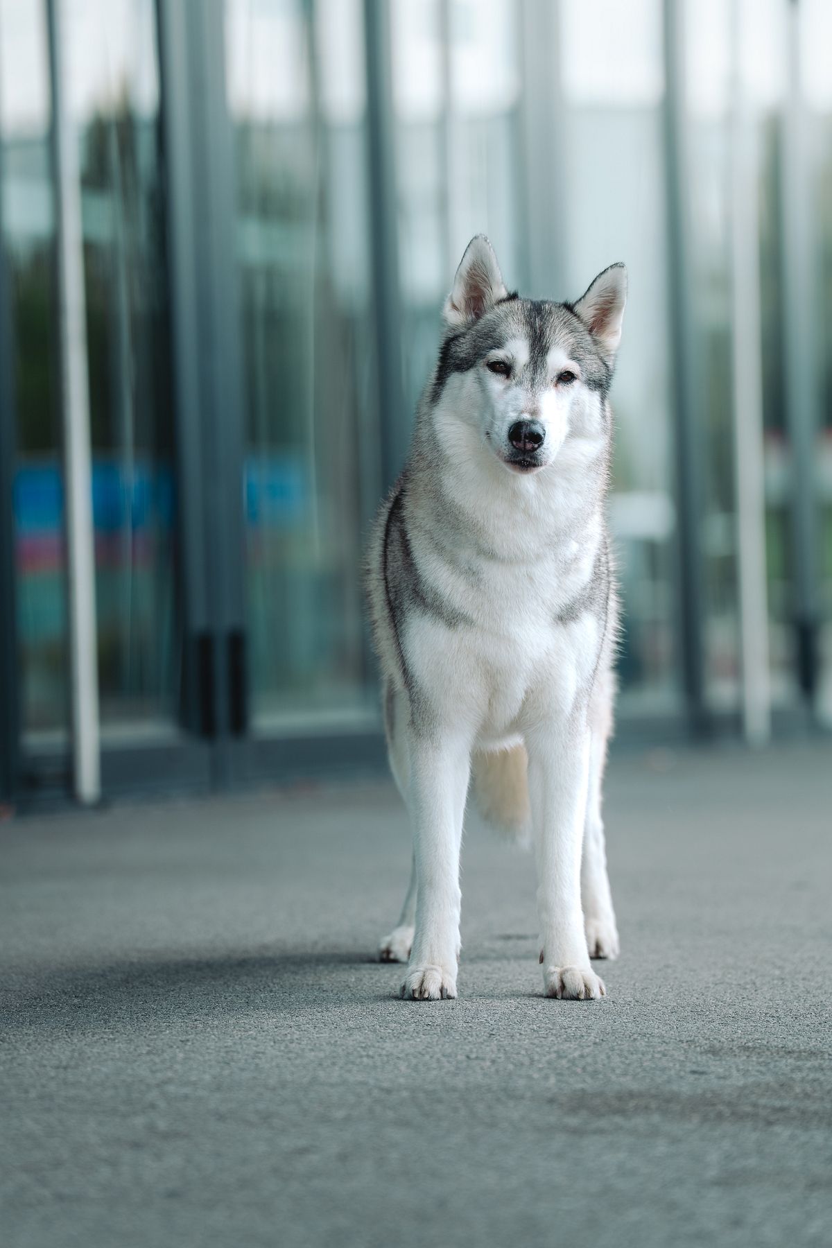Siberian Husky standing head-on in front of a glass facade