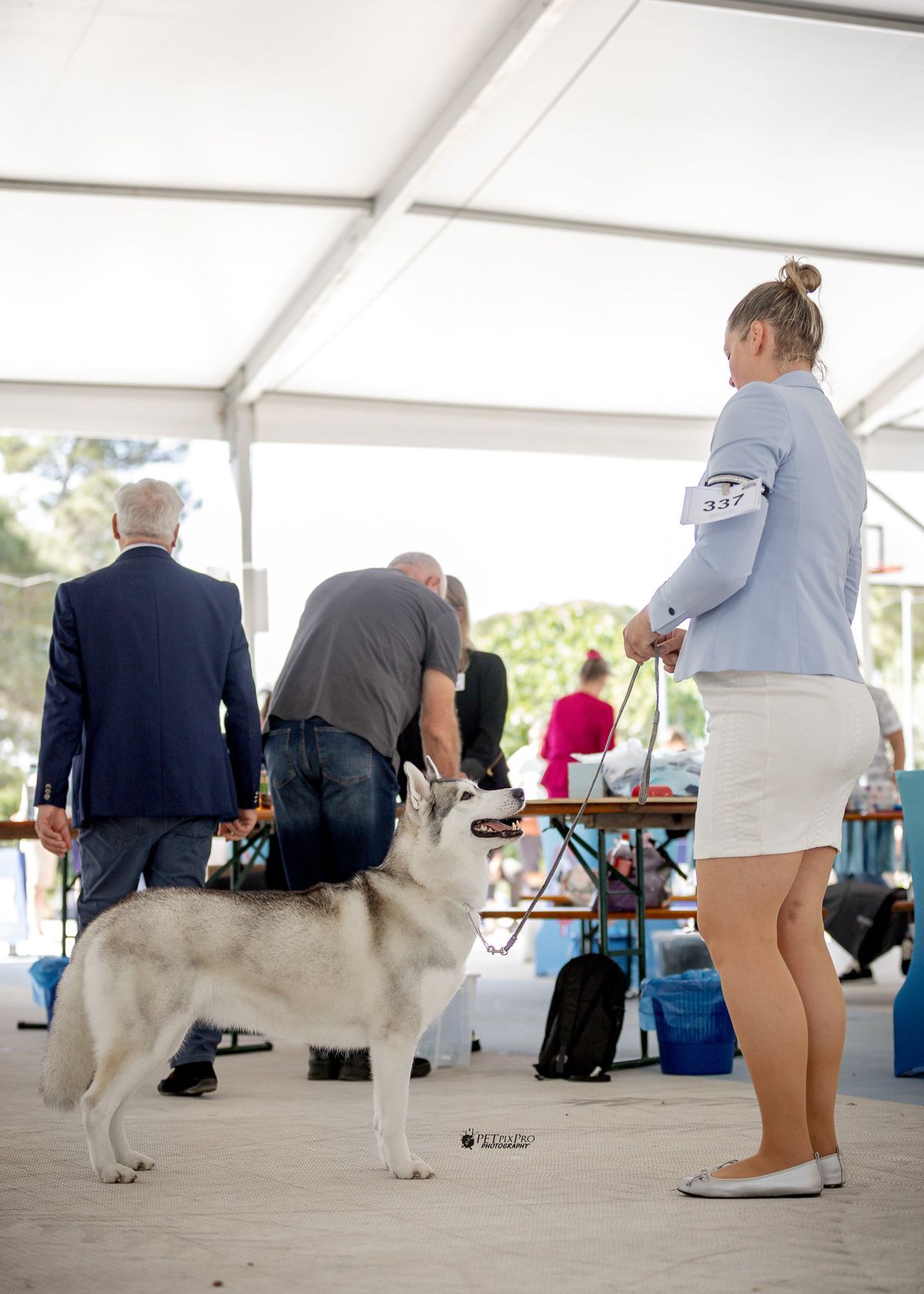 Siberian Husky waiting with its handler under the show tent
