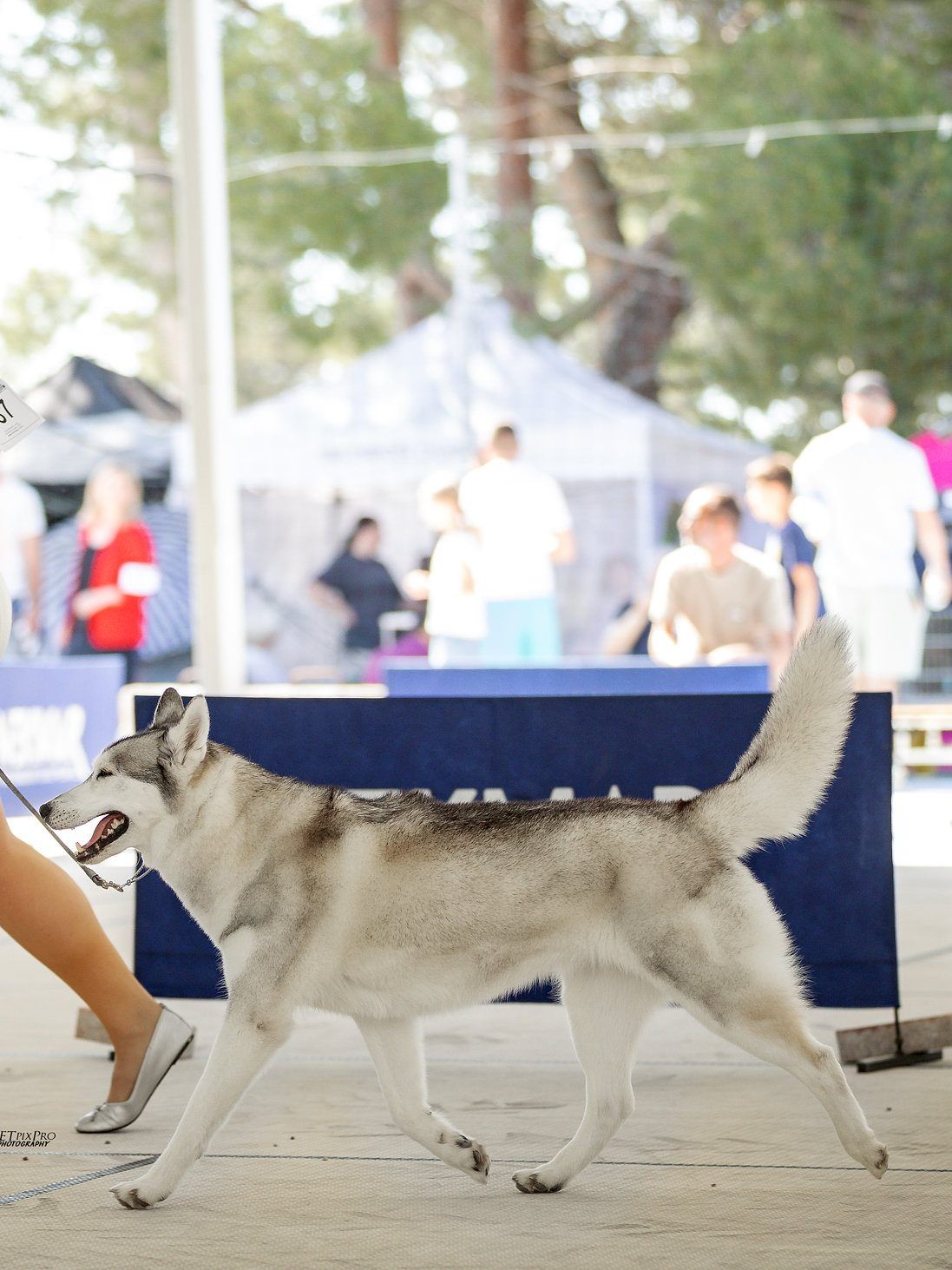 Siberian Husky trotting on a loose lead at an outdoor dog show