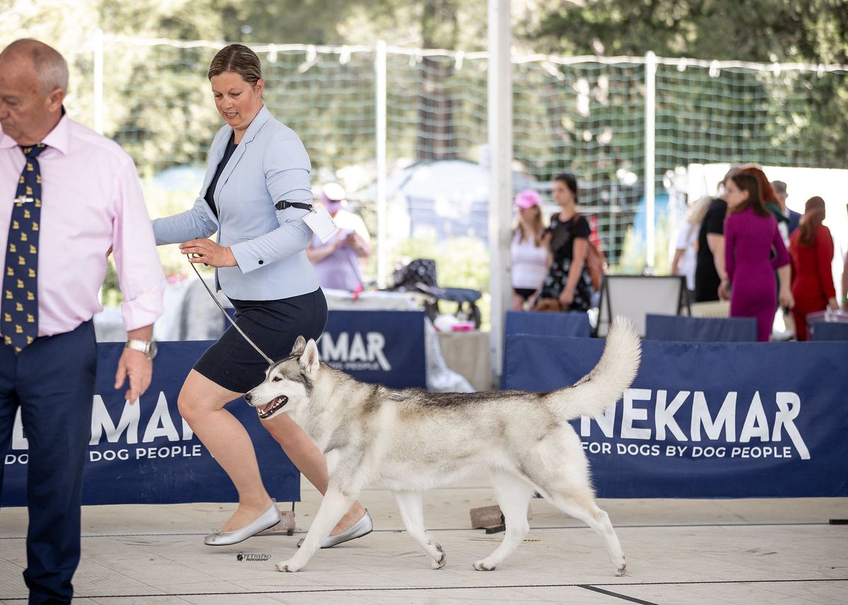 Siberian Husky being gaited in front of the judge in the show ring