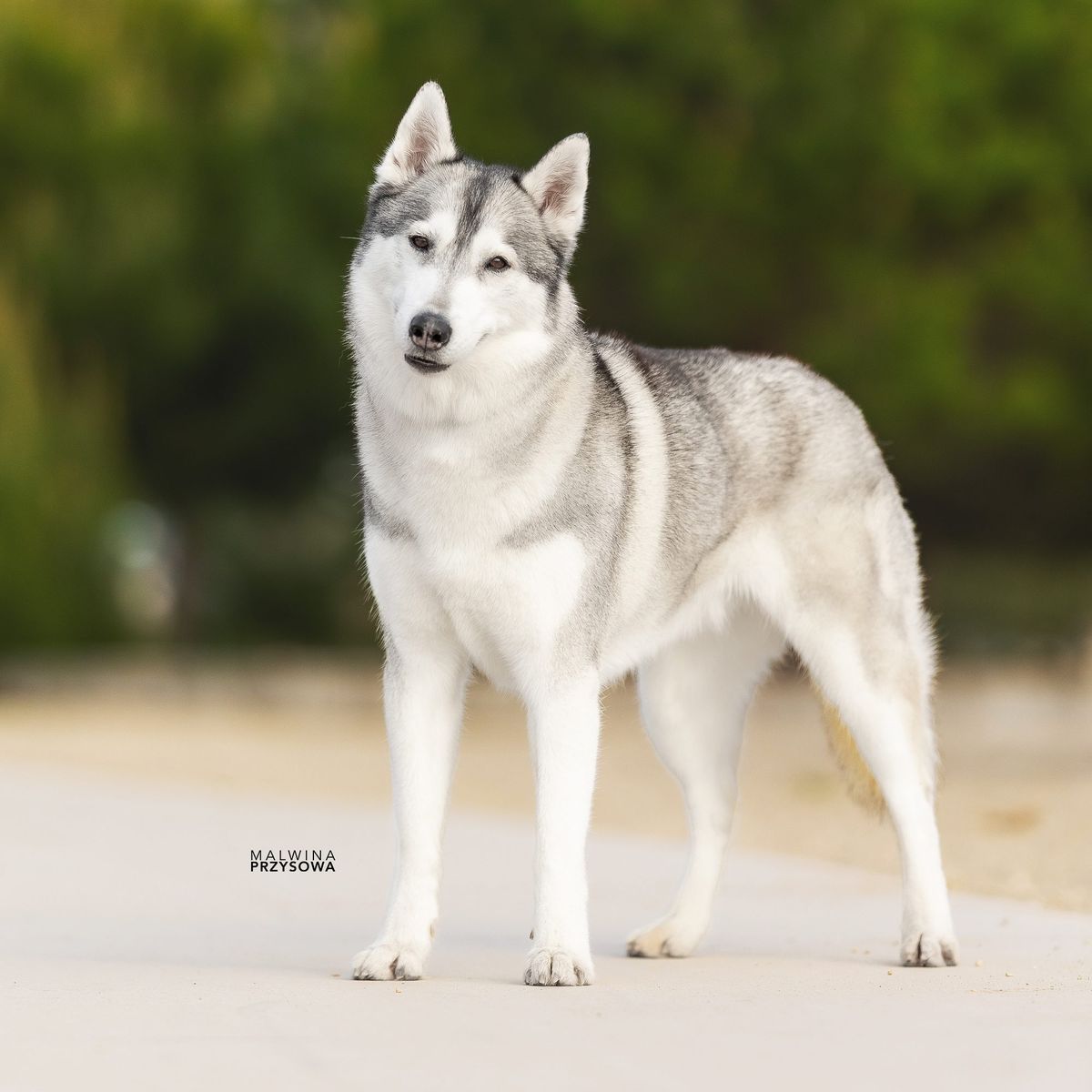 Grey and white Siberian Husky female standing alert in front of green trees