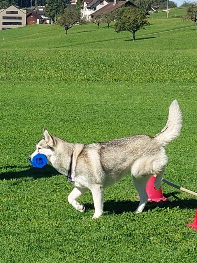 Siberian Husky carrying a blue ball across a meadow with Swiss houses behind