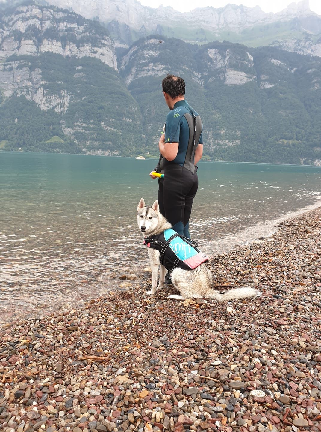 Siberian Husky mit Schwimmweste am Kiesufer eines Schweizer Bergsees