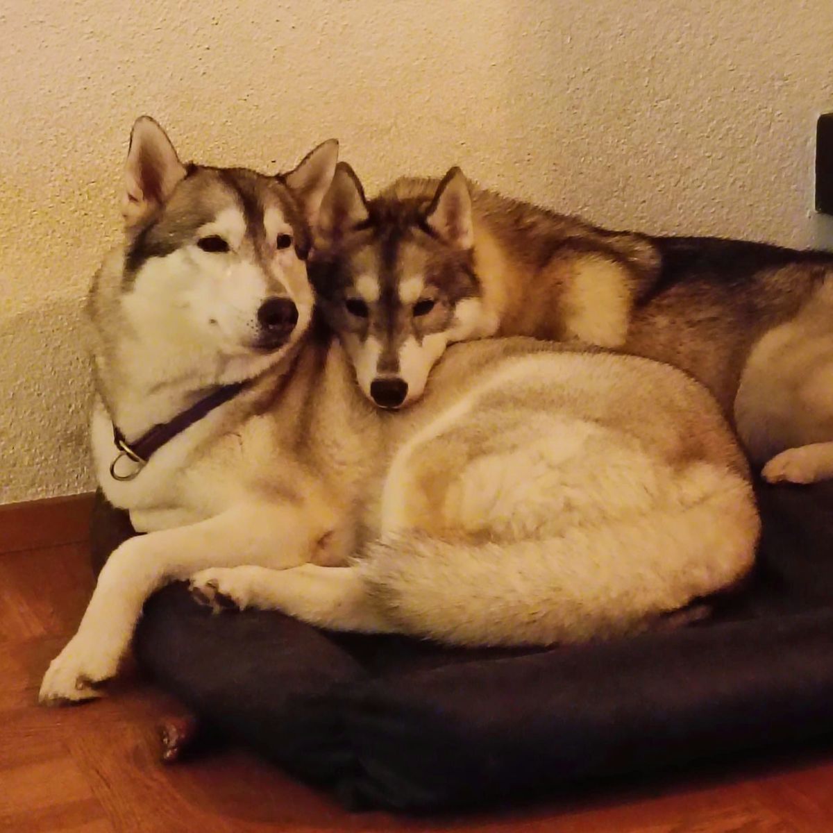 Zwei Siberian Huskys liegen eng aneinander in ihrem Hundebett im Haus