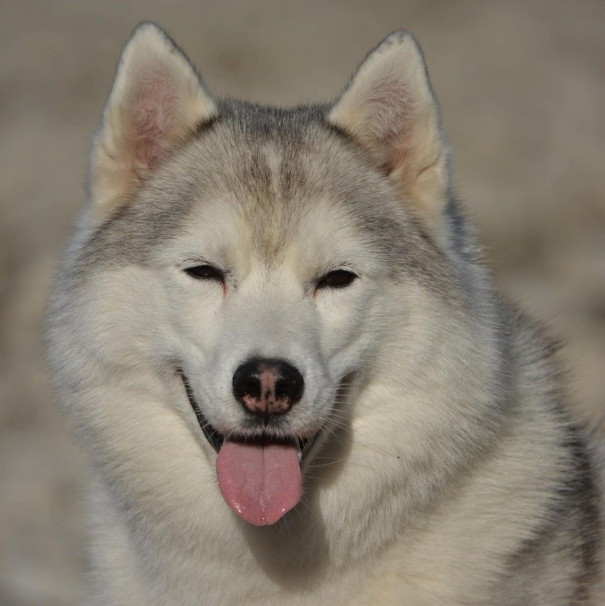 Porträt eines grau-weissen Siberian Huskys mit heraushängender Zunge