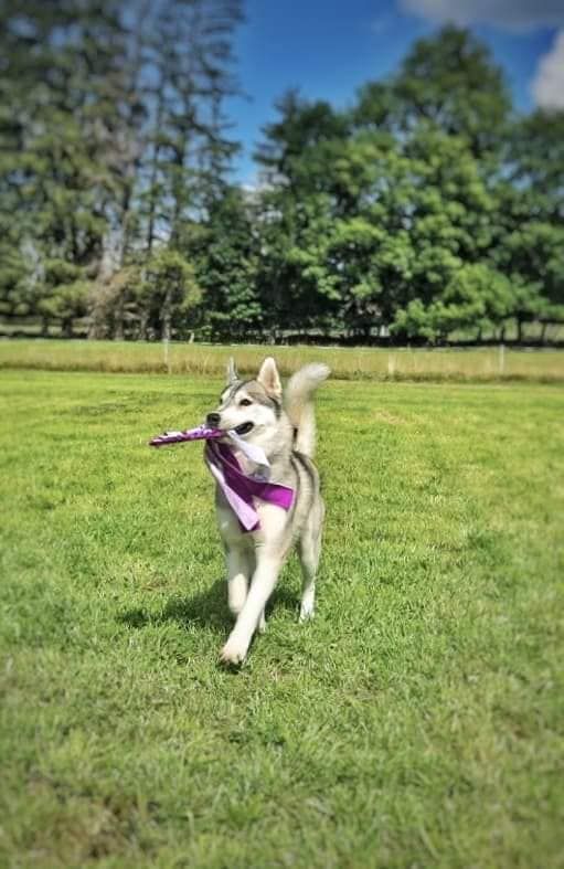 Siberian Husky läuft mit einem Spielzeug im Maul über eine Wiese
