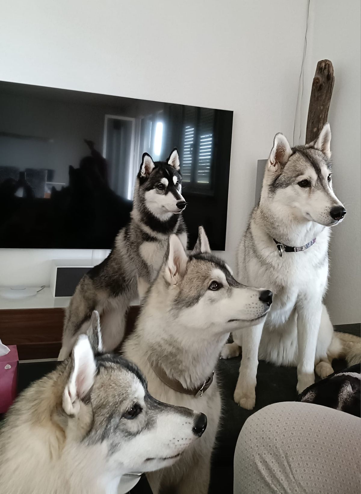 Vier Siberian Huskys sitzen aufmerksam nebeneinander im Wohnzimmer