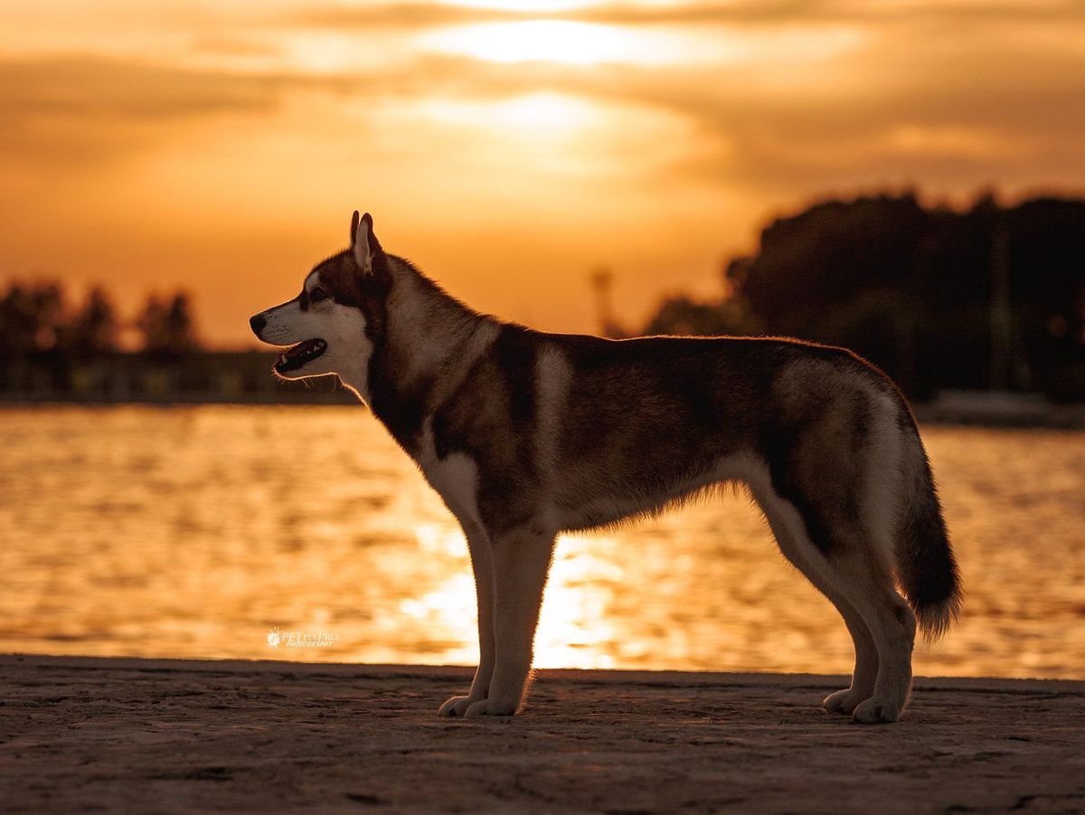 Dunkler Siberian Husky im Ausstellungsstand bei Sonnenuntergang