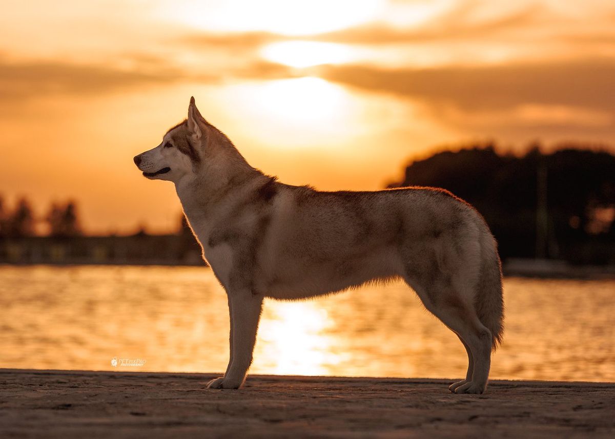 Heller Siberian Husky im Ausstellungsstand im Gegenlicht der Abendsonne