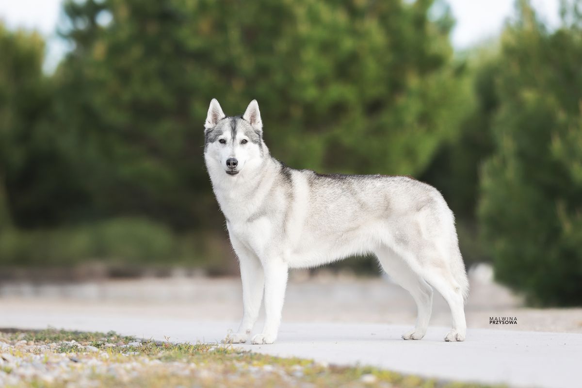 Grau-weisser Siberian Husky steht im Ausstellungsstand auf einem Weg