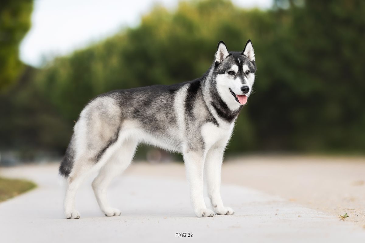 Schwarz-weisser Siberian Husky steht im Ausstellungsstand
