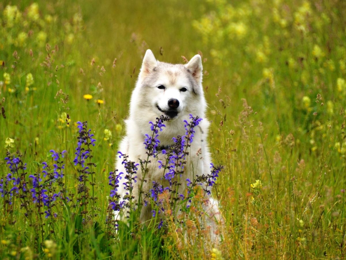 Siberian-Husky-Hündin sitzt in einer blühenden Sommerwiese