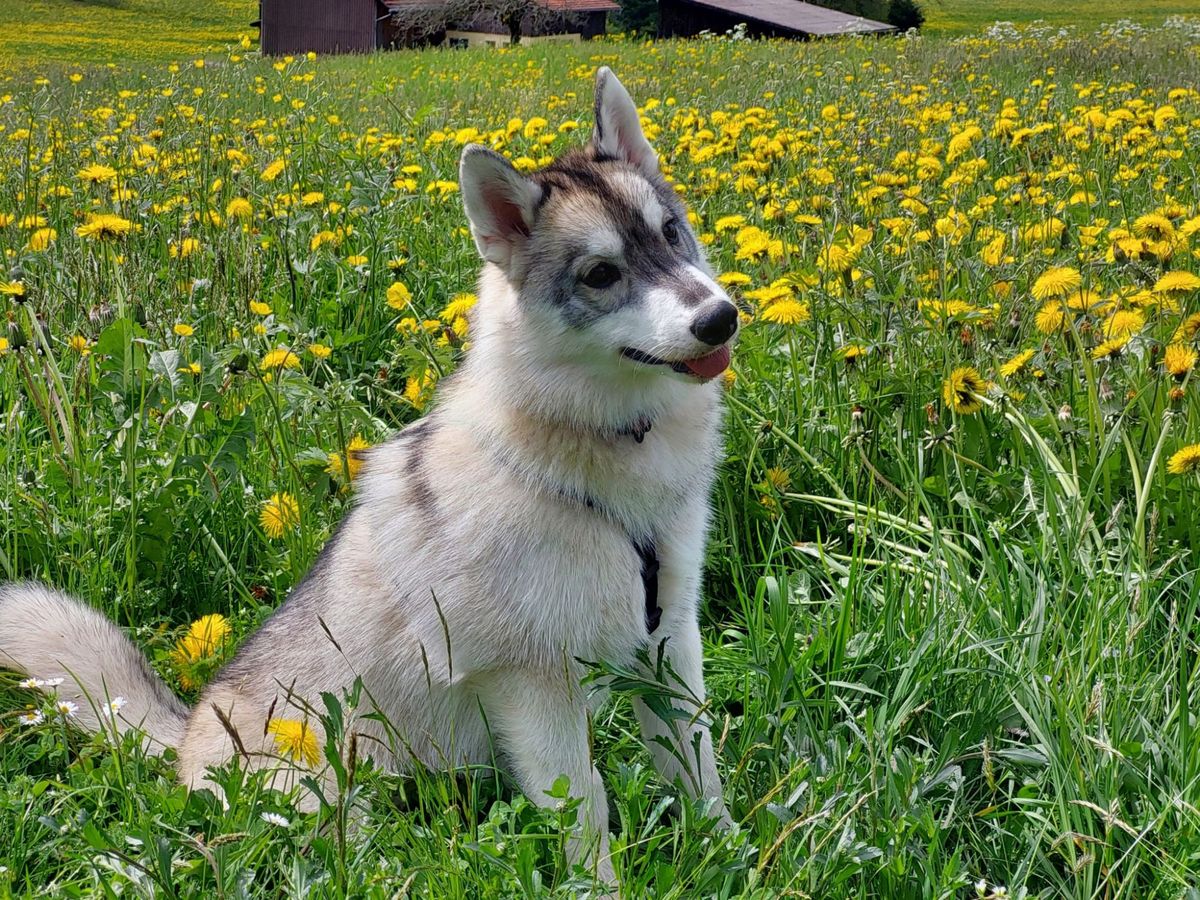 Junger Siberian Husky sitzt in einer Löwenzahnwiese vor einem Bauernhaus