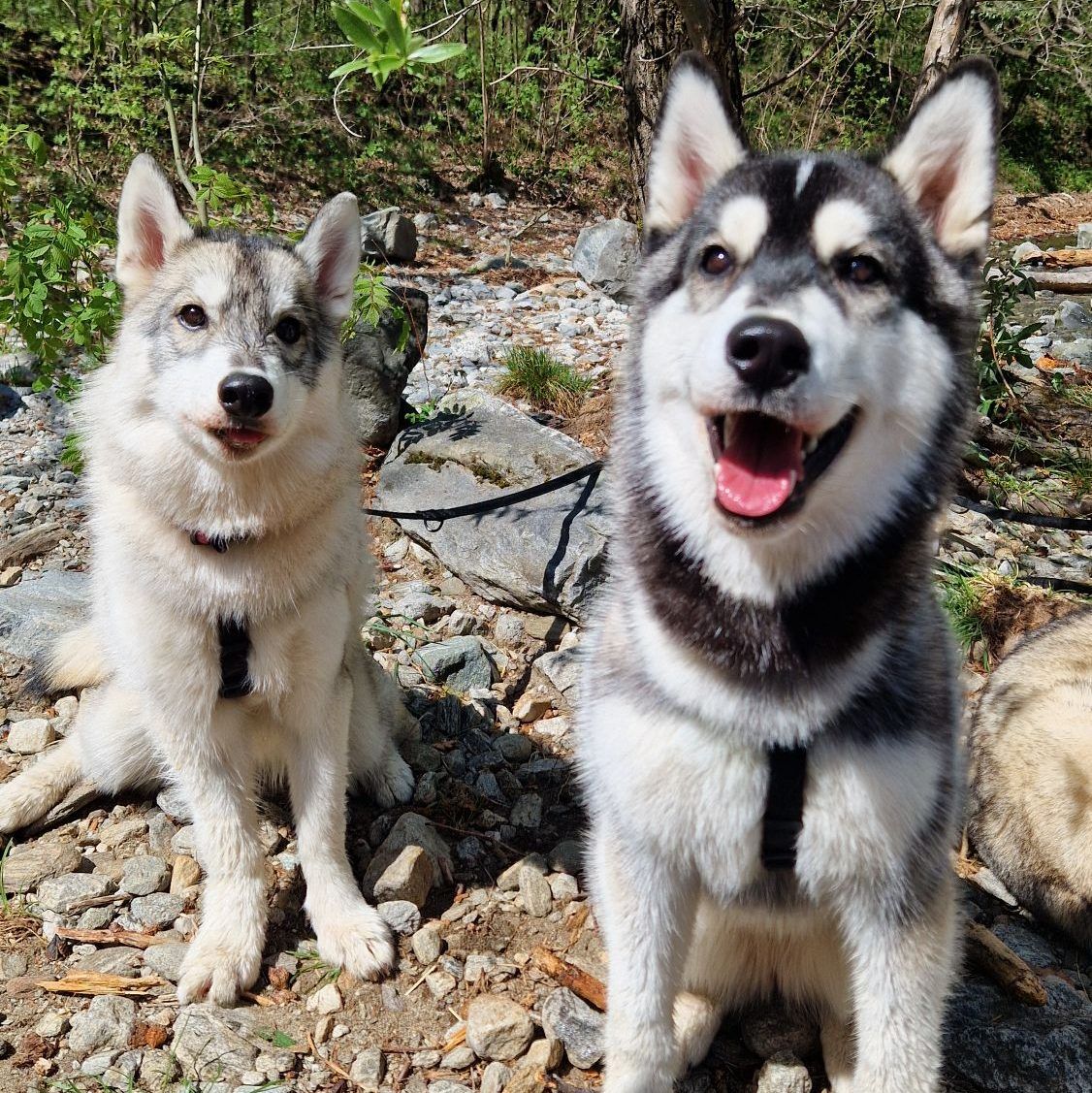 Zwei Siberian Huskys bei einem Ausflug auf einem steinigen Bachbett im Wald